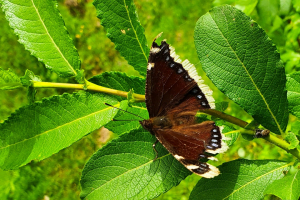 005_Schmetterling