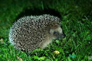 011_Igel